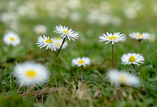 Spring in Abkhazia