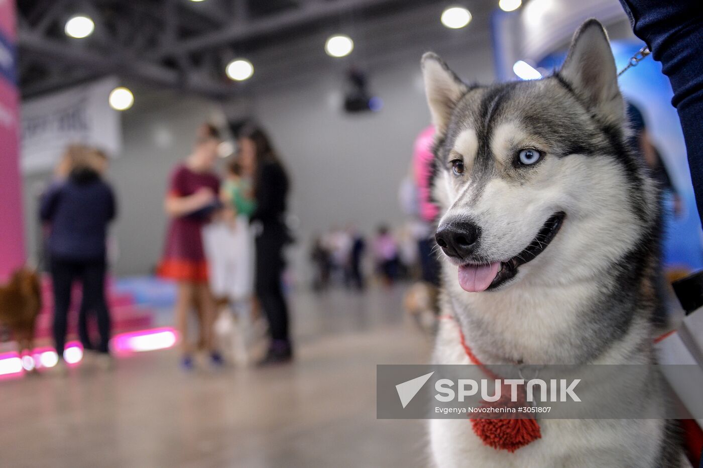 "Eurasia" dog show