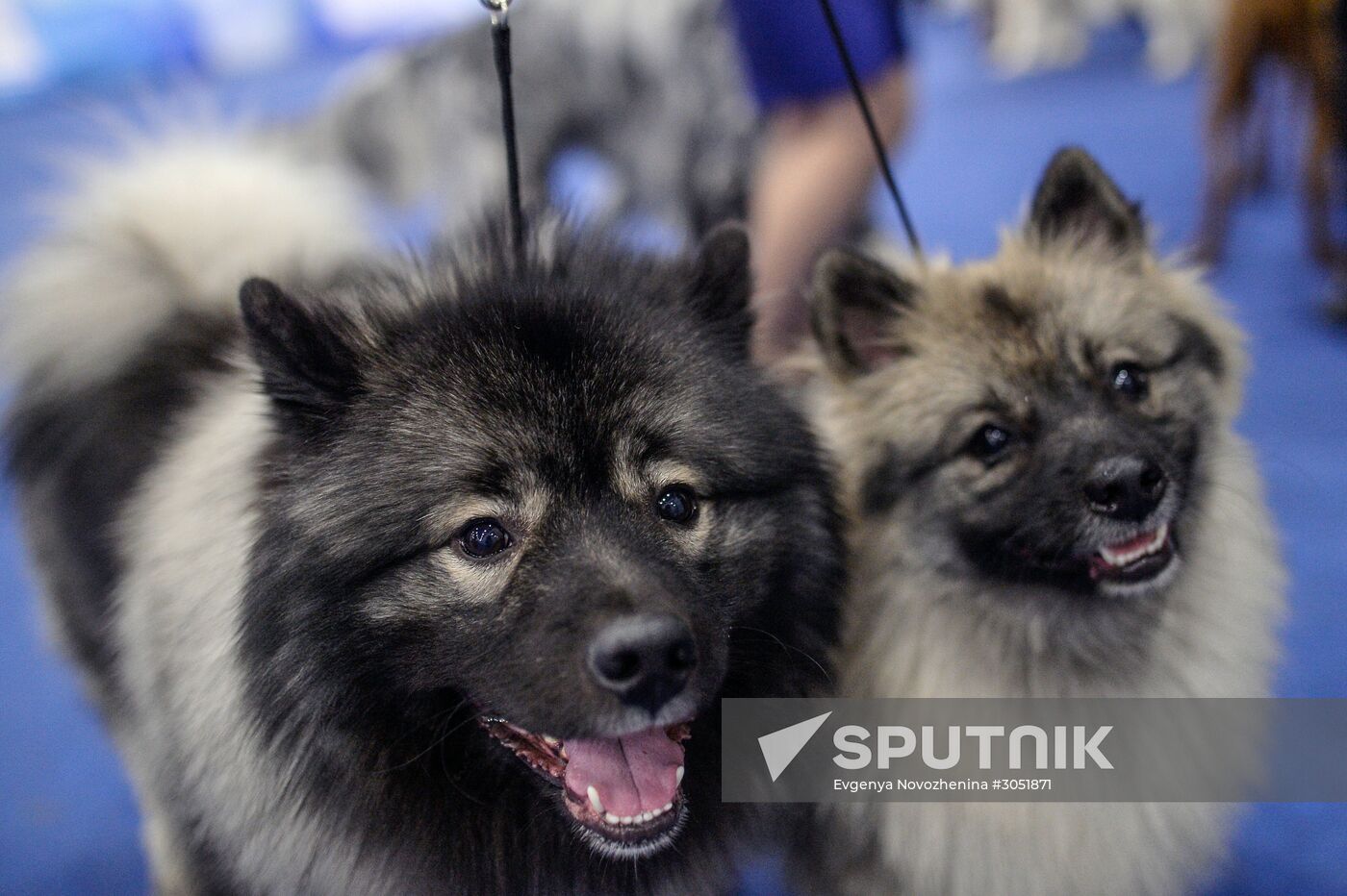 25th Eurasia dog show