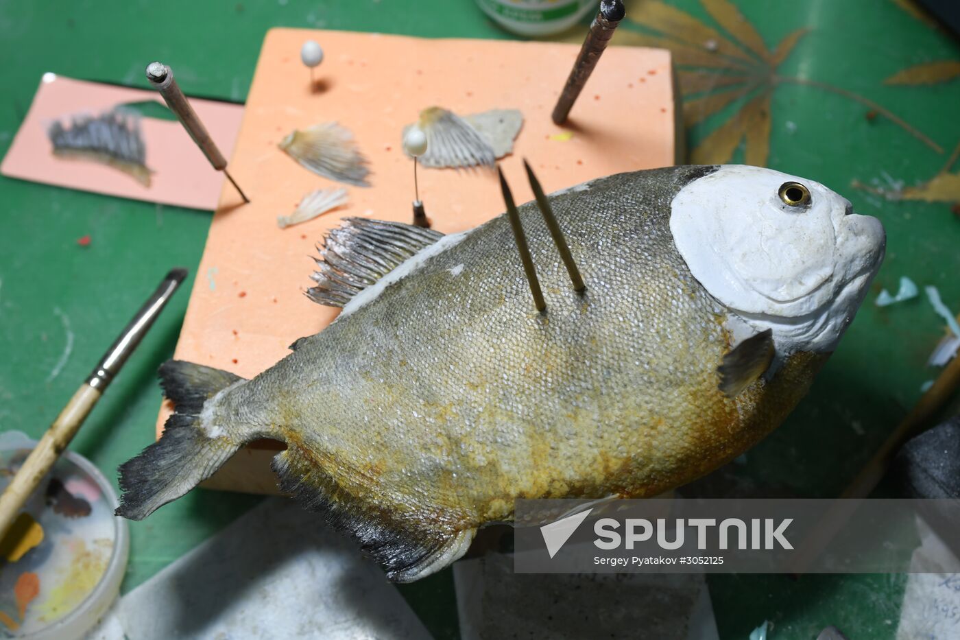 Taxidermy workshop of the Darwin Museum