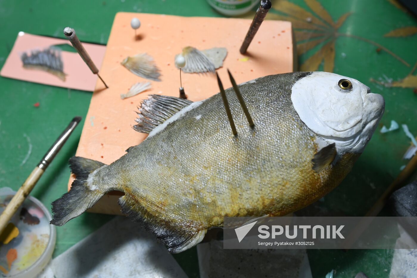 Taxidermy workshop of the Darwin Museum