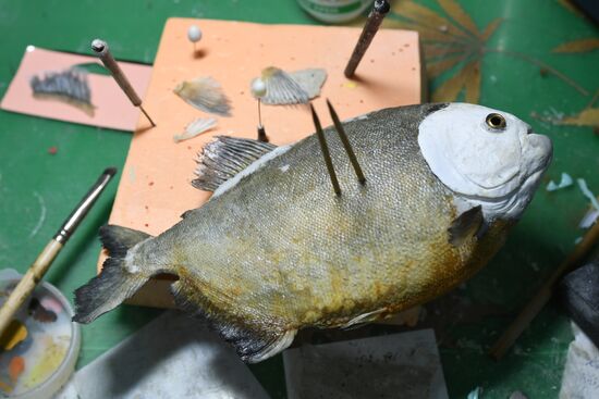 Taxidermy workshop of the Darwin Museum