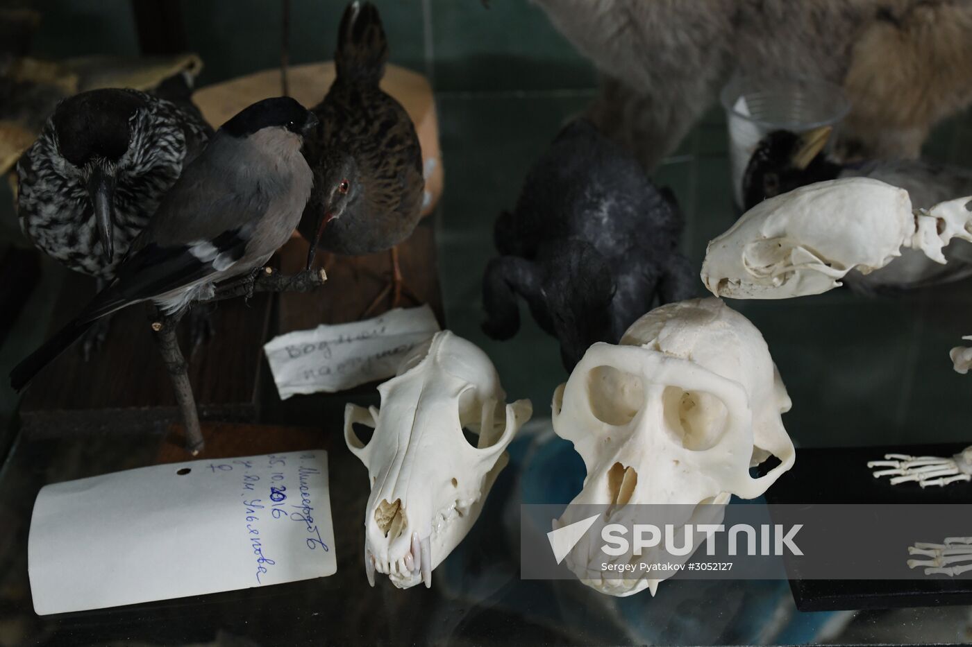 Taxidermy workshop of the Darwin Museum
