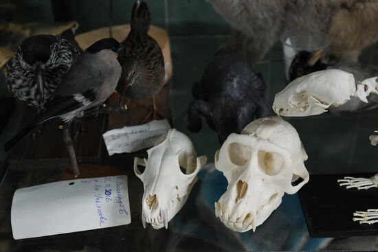 Taxidermy workshop of the Darwin Museum