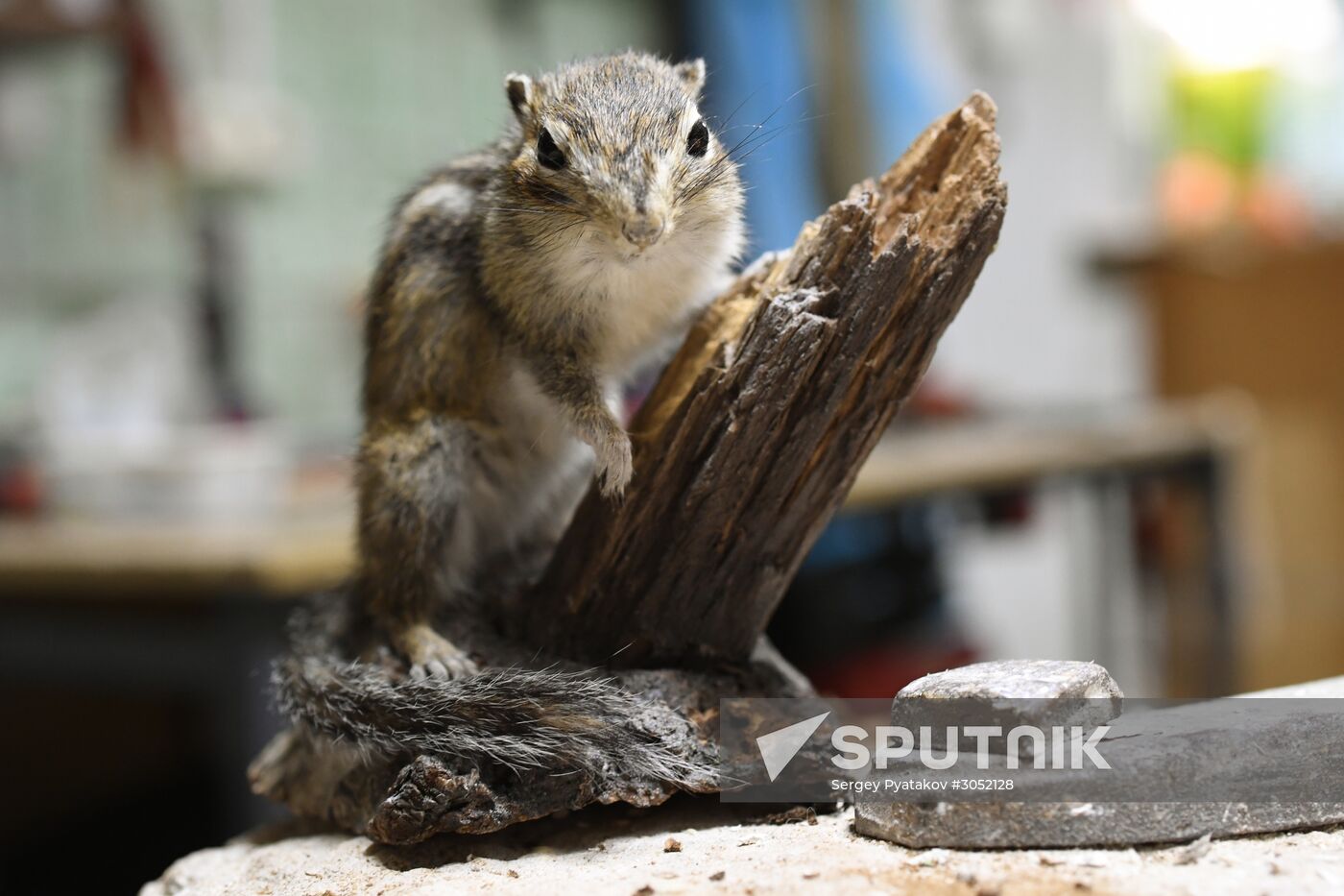 Taxidermy workshop of the Darwin Museum
