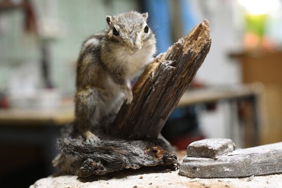 Taxidermy workshop of the Darwin Museum