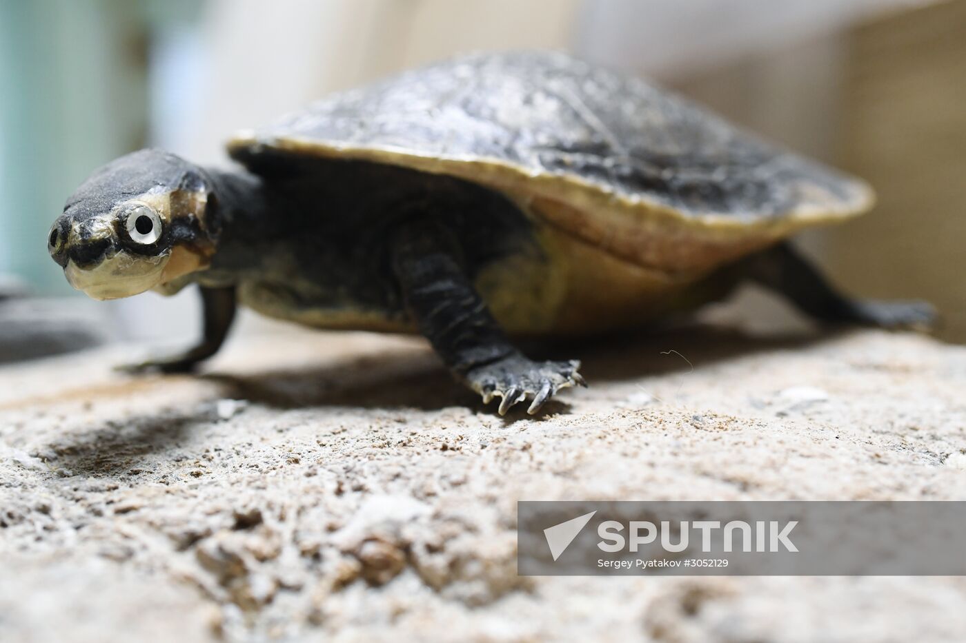Taxidermy workshop of the Darwin Museum