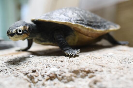 Taxidermy workshop of the Darwin Museum