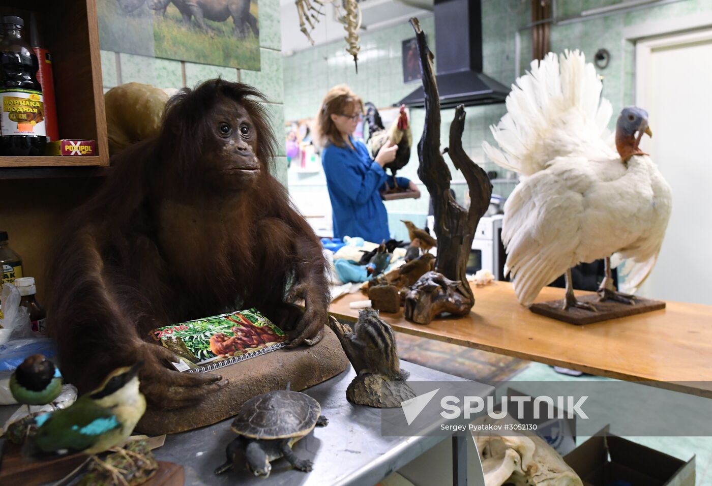 Taxidermy workshop of the Darwin Museum