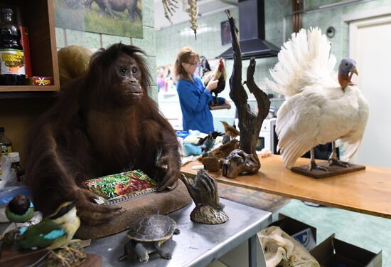 Taxidermy workshop of the Darwin Museum