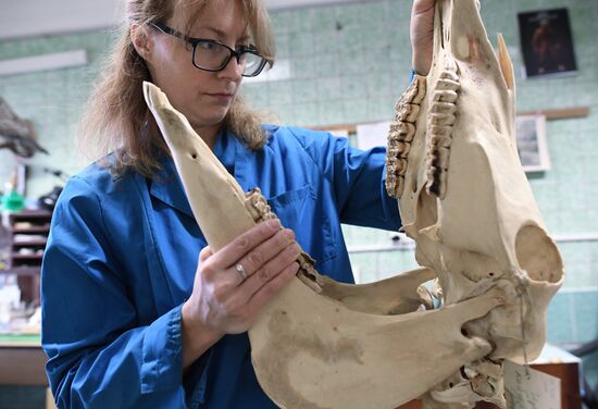 Taxidermy workshop of the Darwin Museum