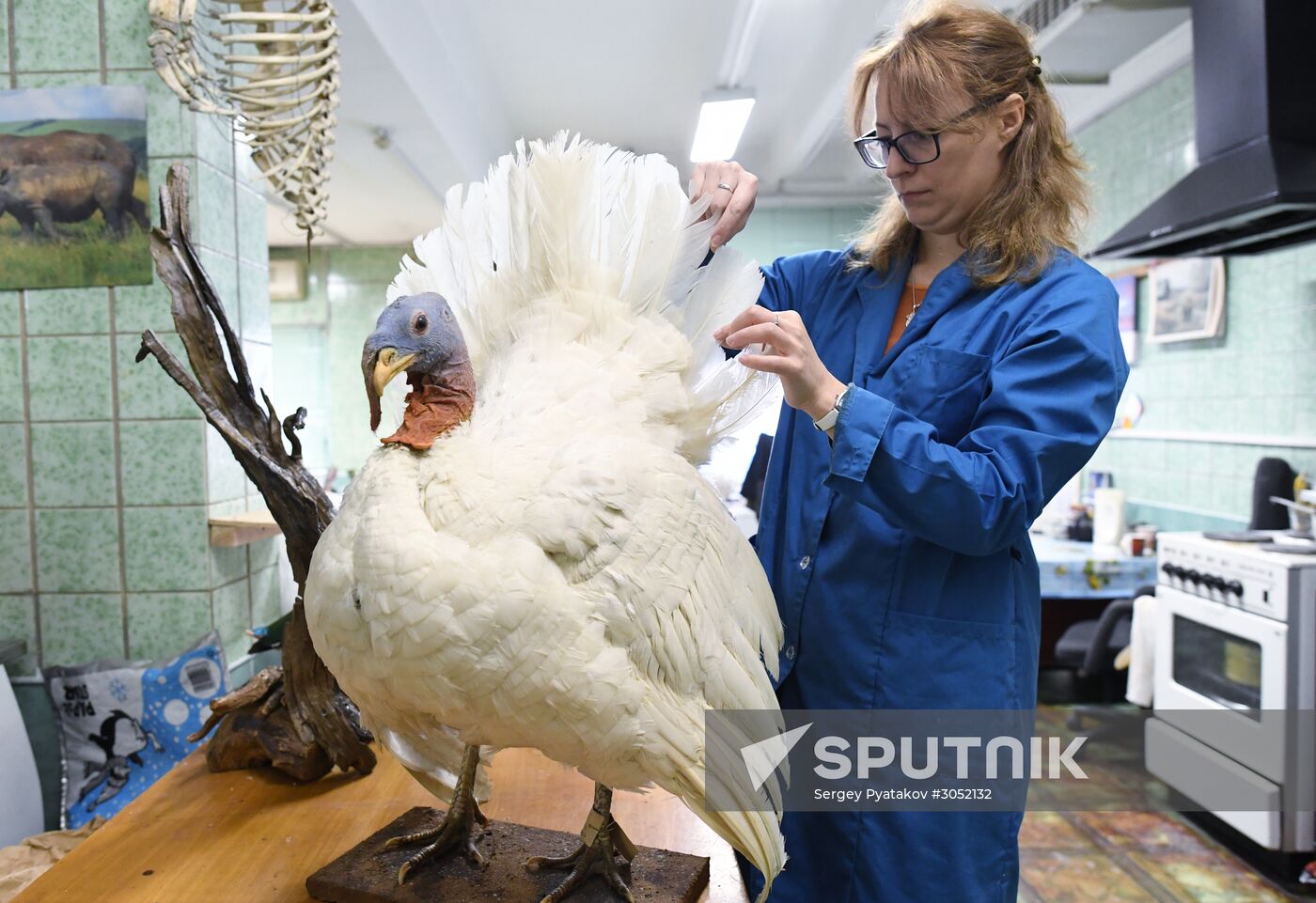 Taxidermy workshop of the Darwin Museum