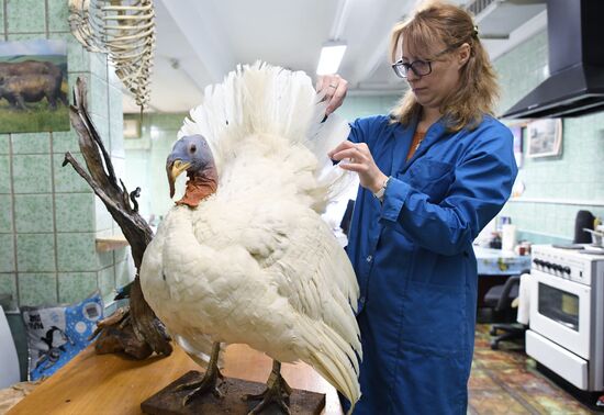 Taxidermy workshop of the Darwin Museum