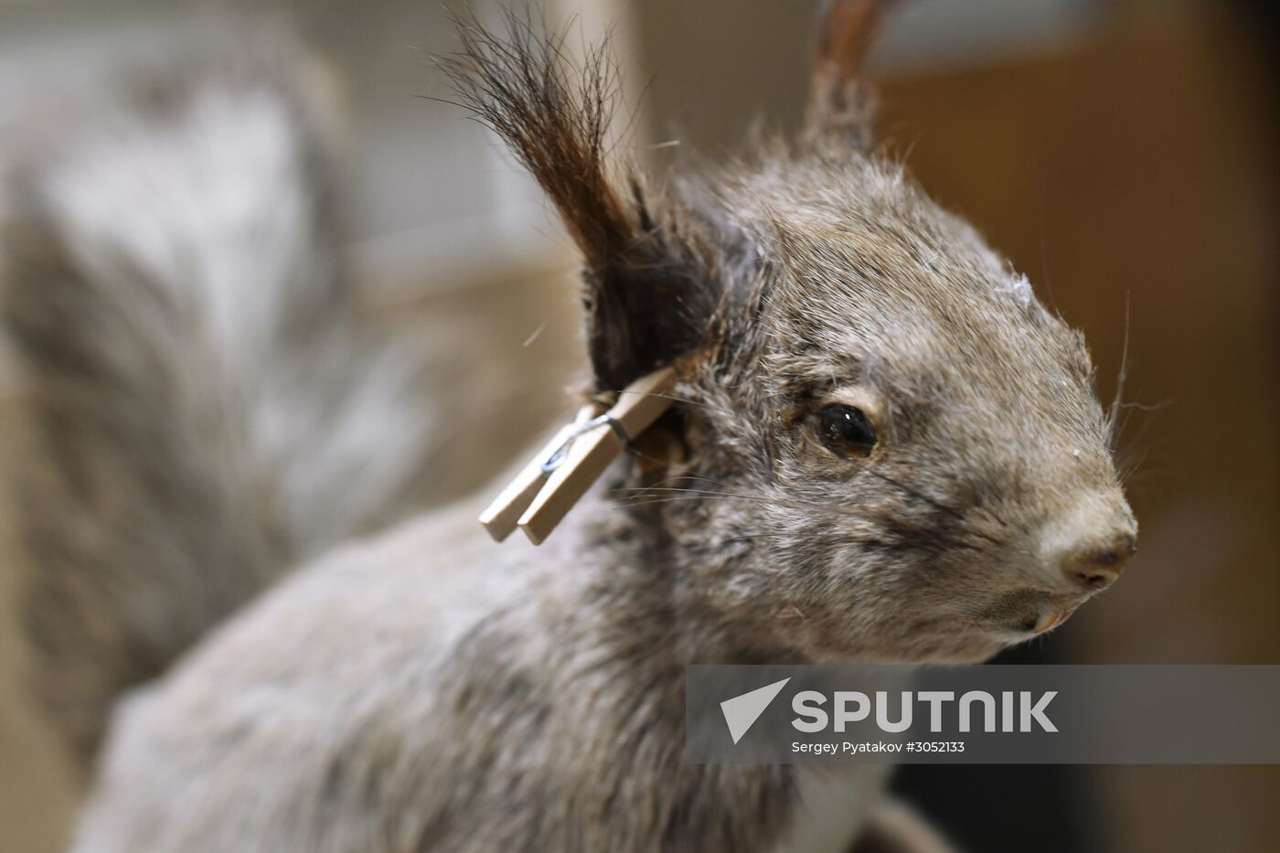 Taxidermy workshop of the Darwin Museum