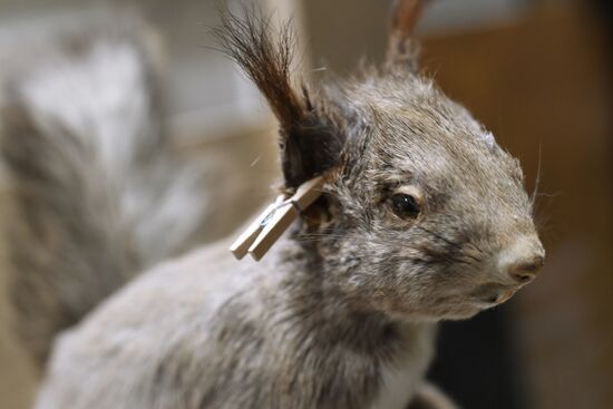 Taxidermy workshop of the Darwin Museum