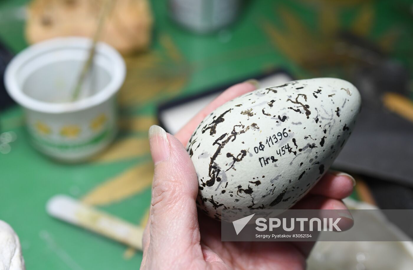 Taxidermy workshop of the Darwin Museum
