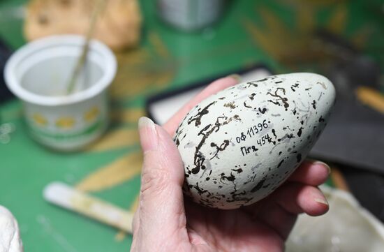 Taxidermy workshop of the Darwin Museum