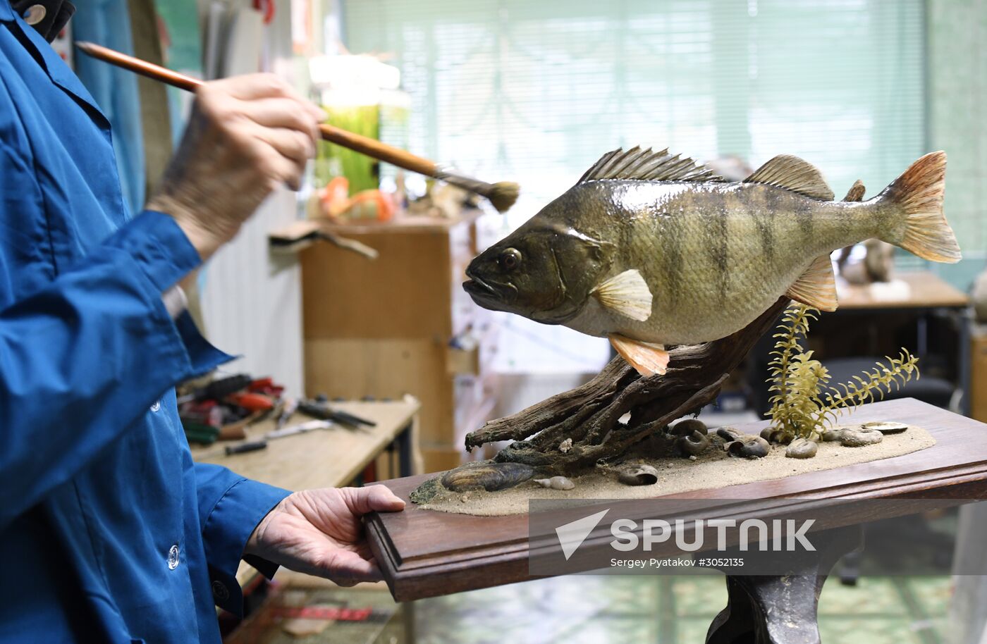 Taxidermy workshop of the Darwin Museum