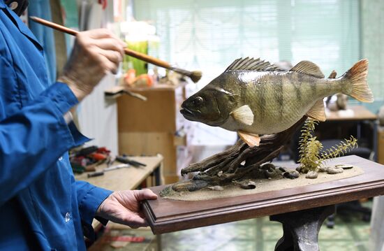 Taxidermy workshop of the Darwin Museum
