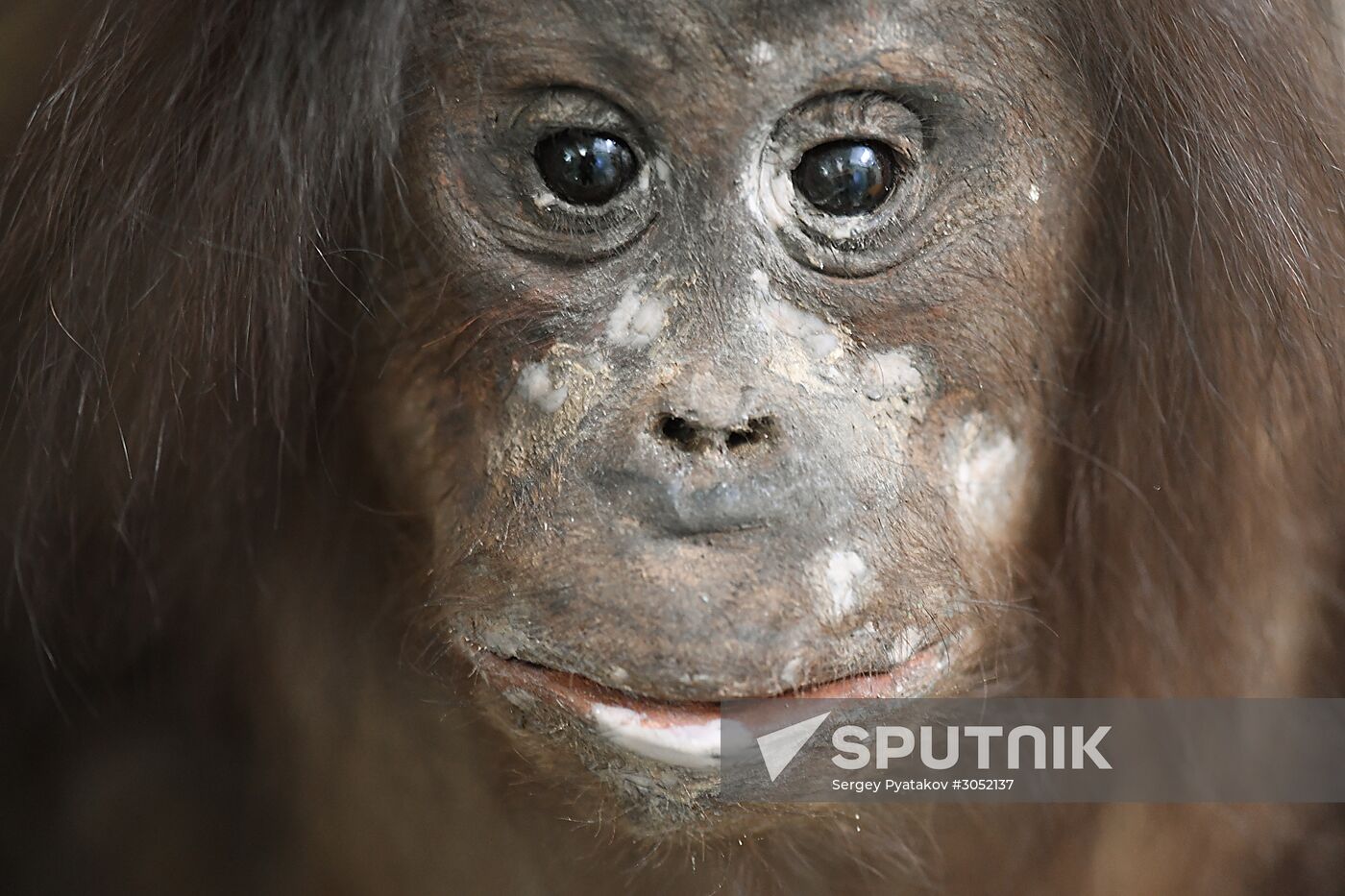 Taxidermy workshop of the Darwin Museum