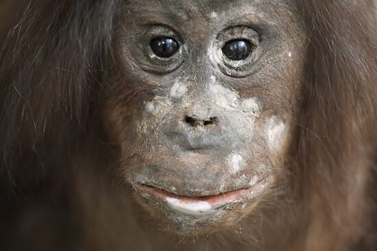 Taxidermy workshop of the Darwin Museum