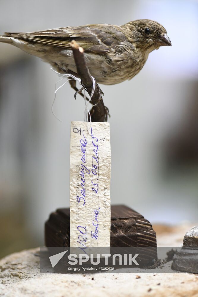 Taxidermy workshop of the Darwin Museum