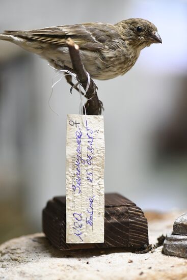 Taxidermy workshop of the Darwin Museum