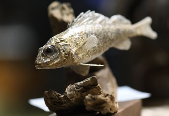 Taxidermy workshop of the Darwin Museum