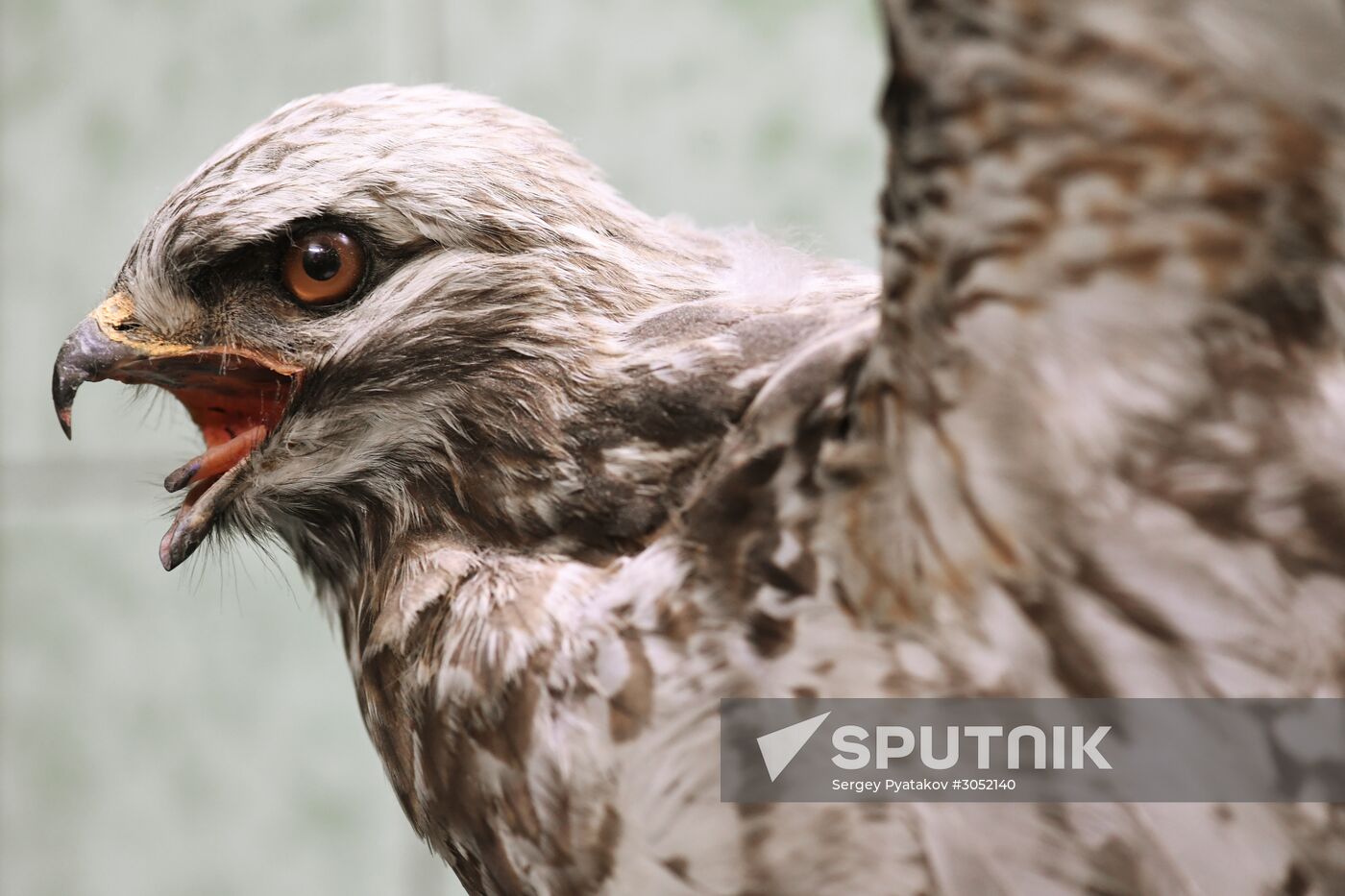 Taxidermy workshop of the Darwin Museum