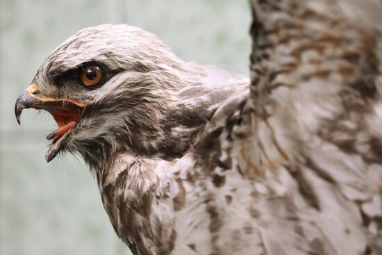 Taxidermy workshop of the Darwin Museum