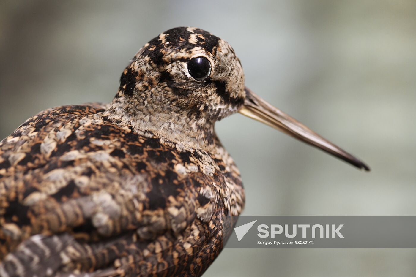 Taxidermy workshop of the Darwin Museum