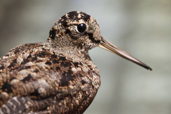 Taxidermy workshop of the Darwin Museum