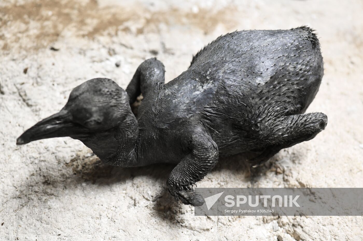 Taxidermy workshop of the Darwin Museum
