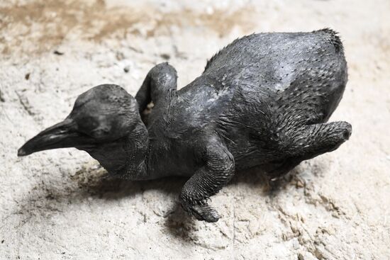 Taxidermy workshop of the Darwin Museum