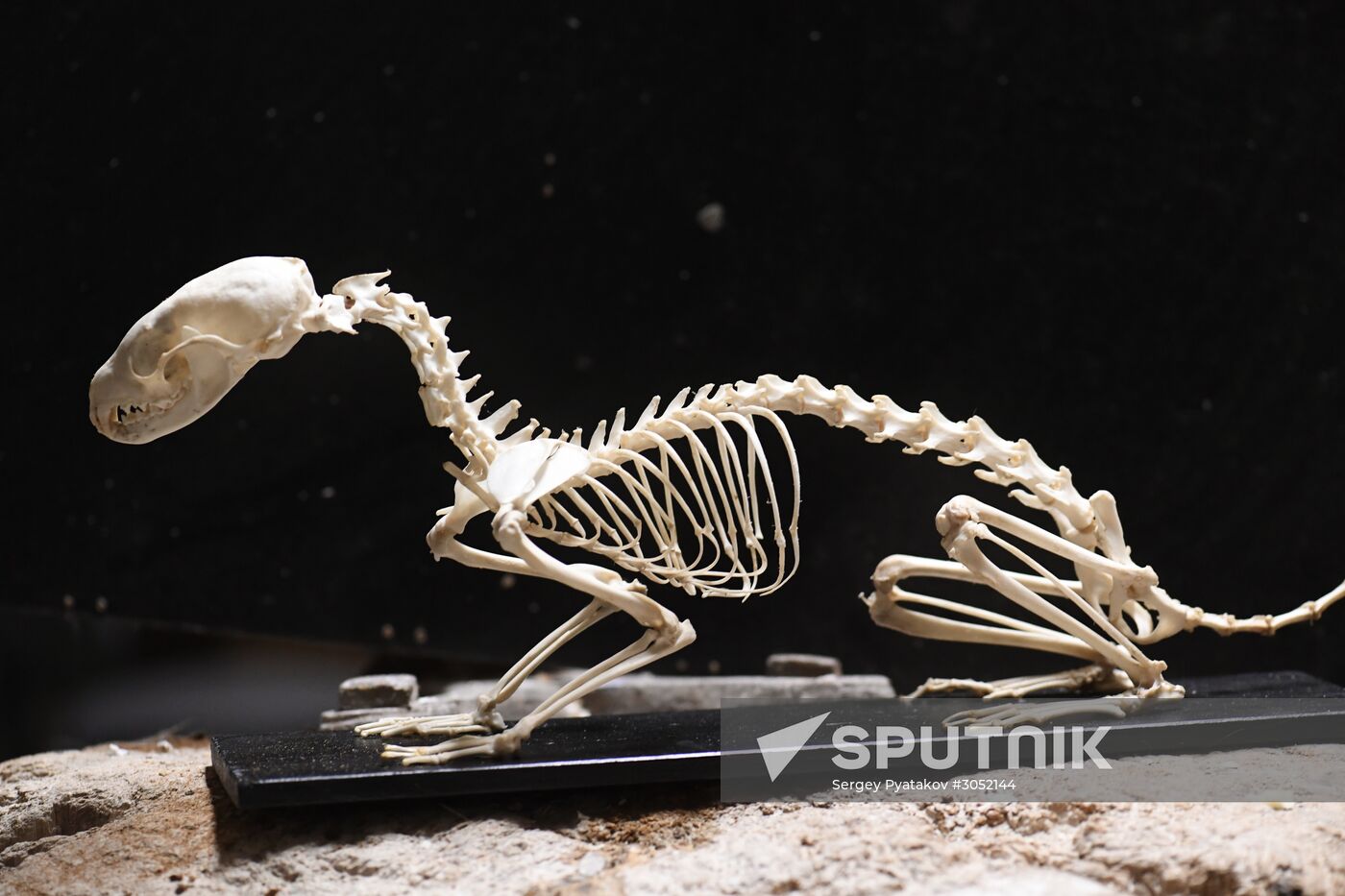 Taxidermy workshop of the Darwin Museum