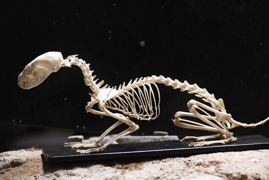 Taxidermy workshop of the Darwin Museum