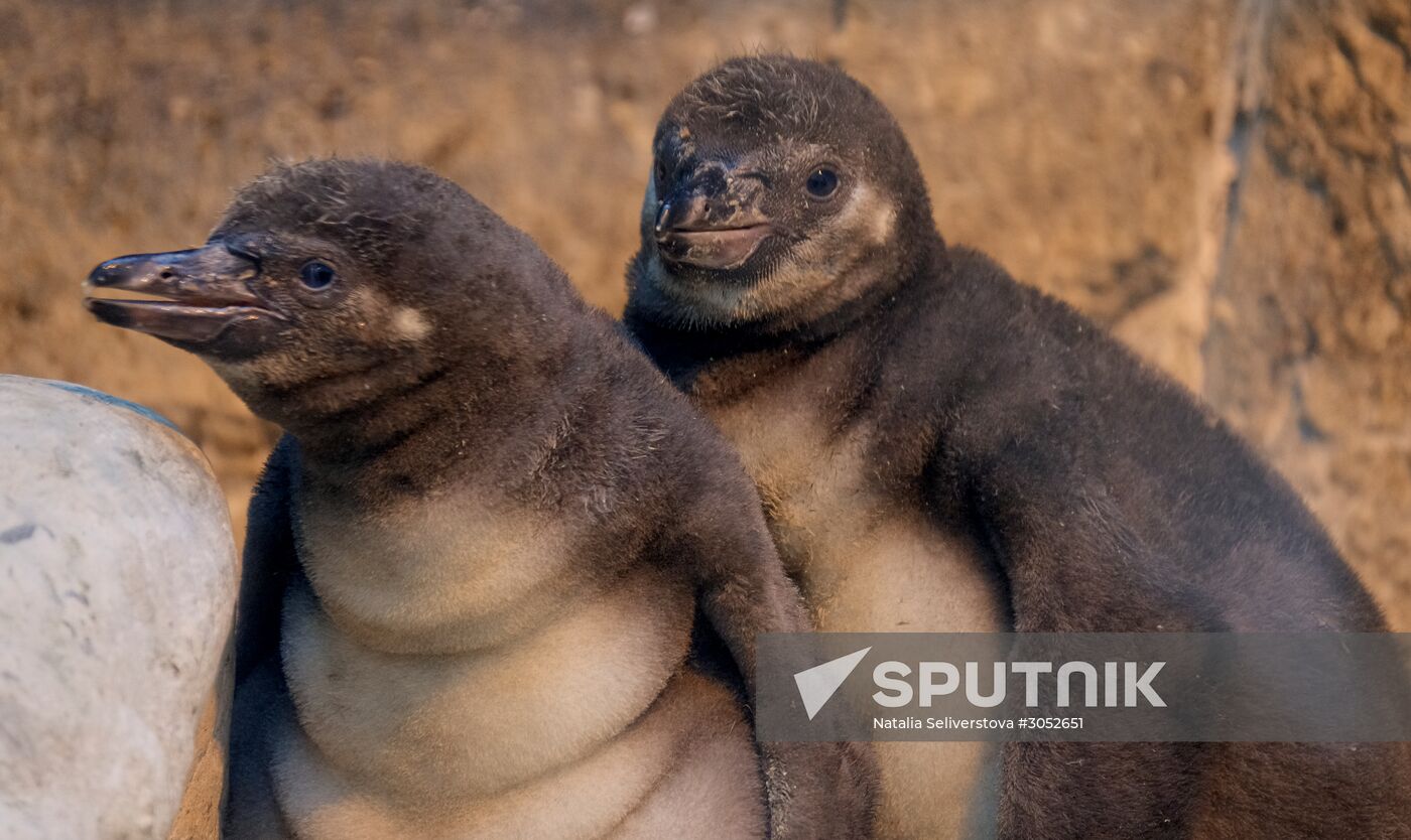 Humboldt baby penguins arrive in Moscow Zoo