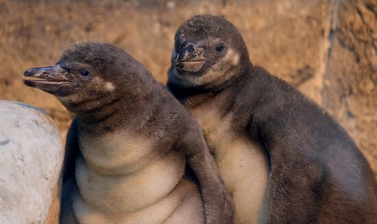 Humboldt baby penguins arrive in Moscow Zoo