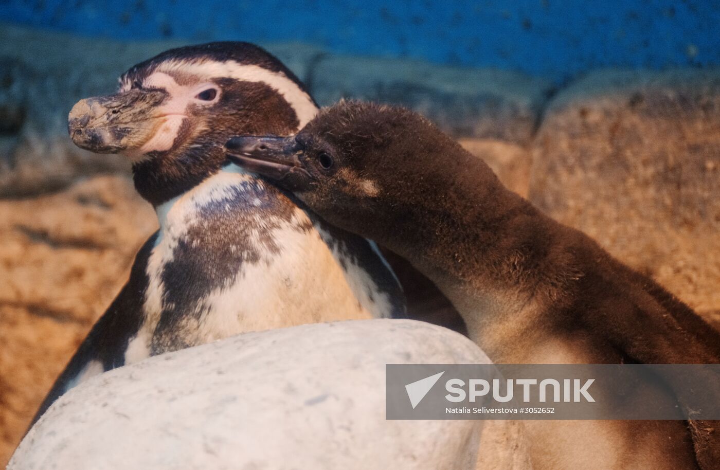 Humboldt baby penguins arrive in Moscow Zoo