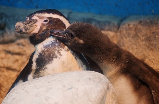 Humboldt baby penguins arrive in Moscow Zoo