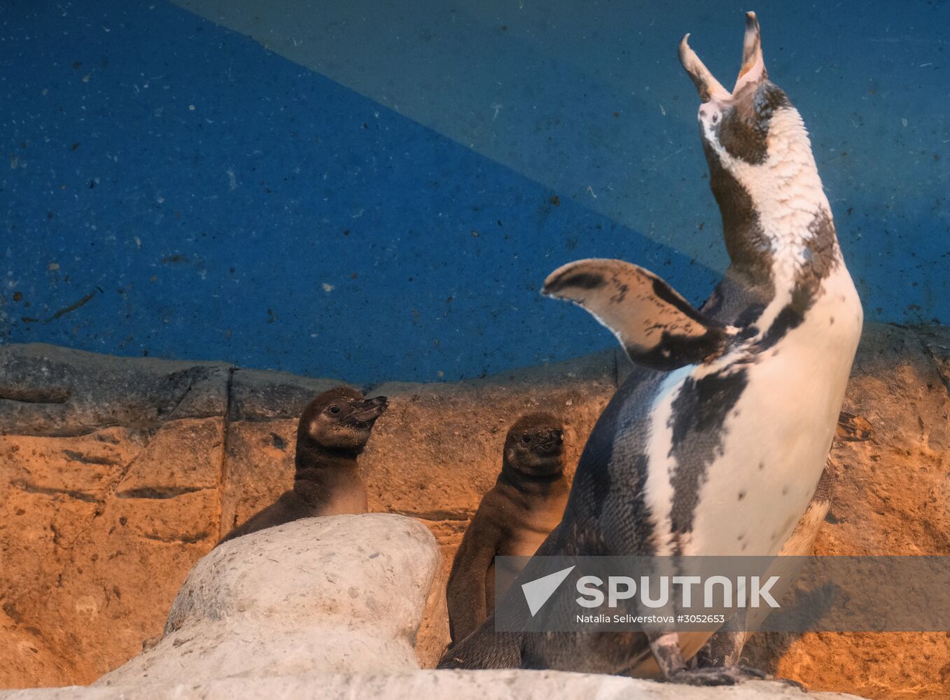 Humboldt baby penguins arrive in Moscow Zoo