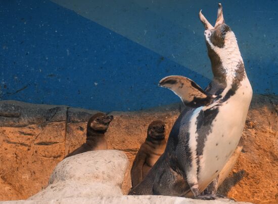 Humboldt baby penguins arrive in Moscow Zoo