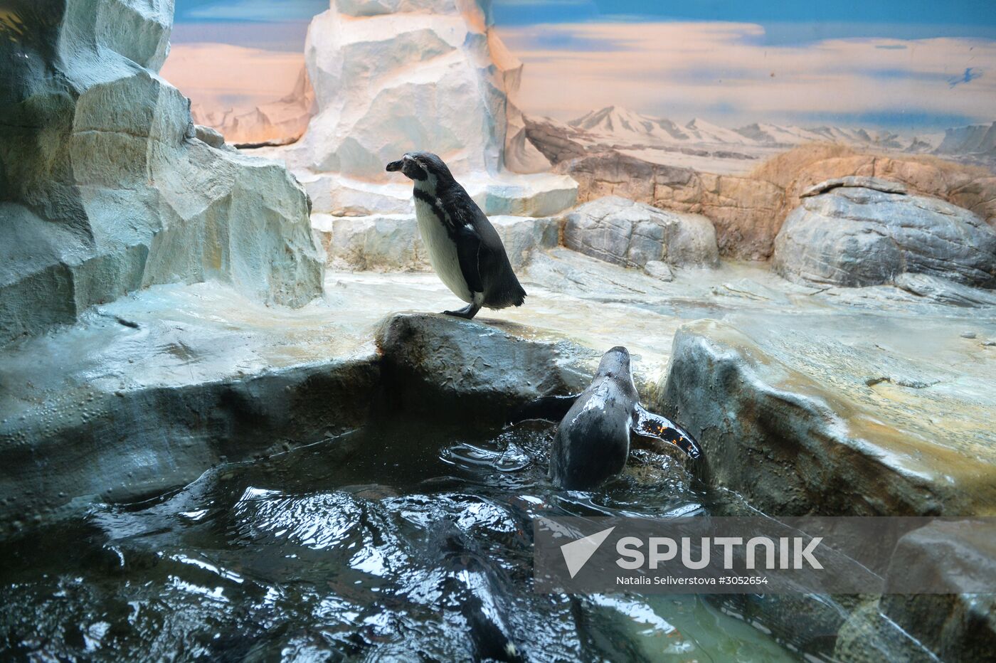 Humboldt baby penguins arrive in Moscow Zoo