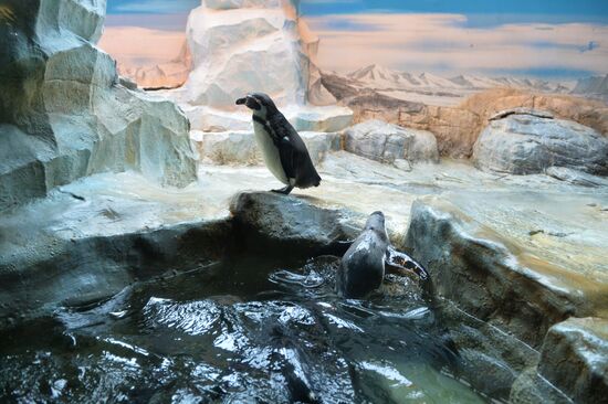Humboldt baby penguins arrive in Moscow Zoo
