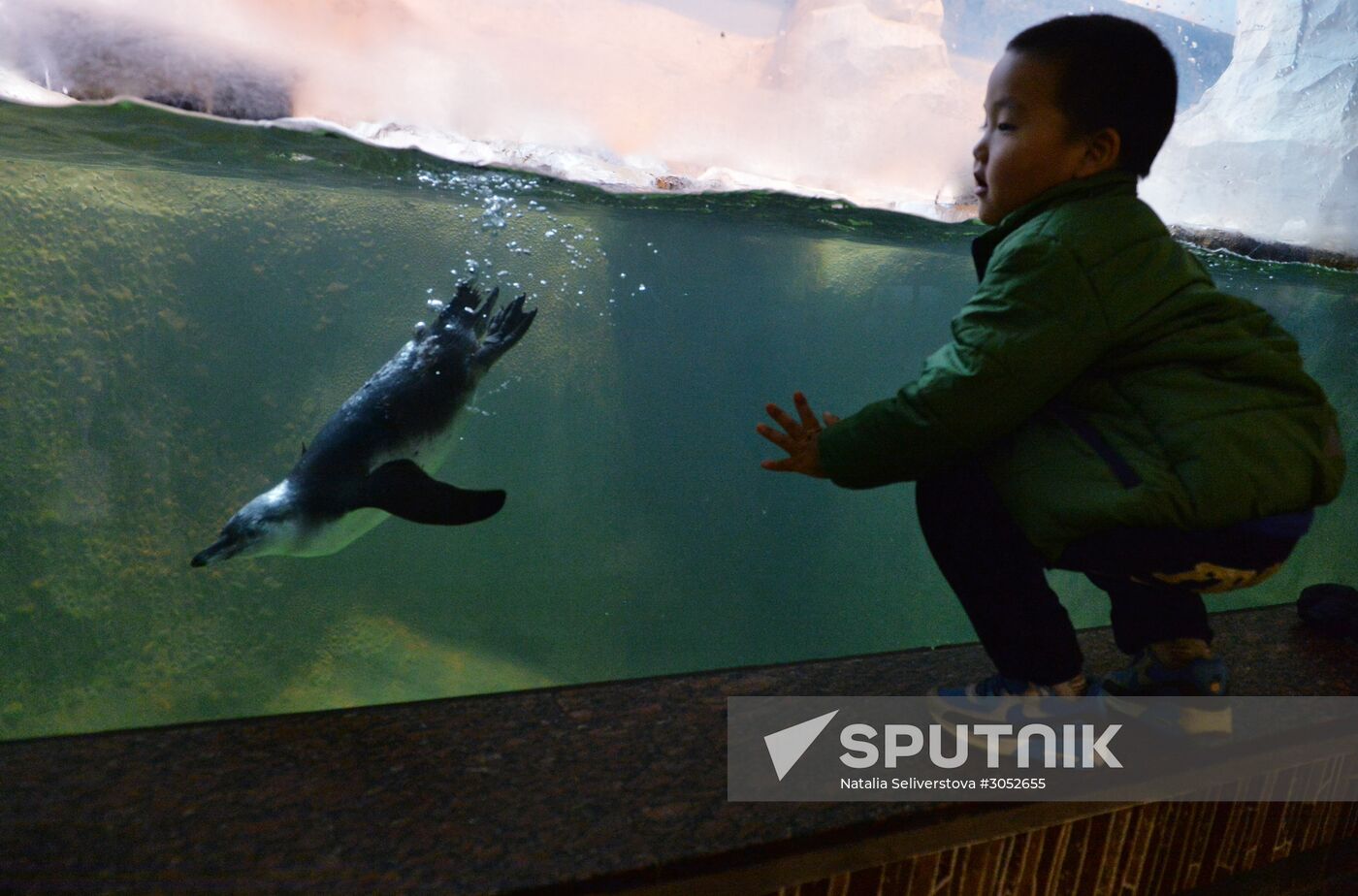 Humboldt baby penguins arrive in Moscow Zoo