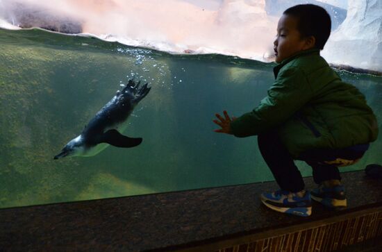 Humboldt baby penguins arrive in Moscow Zoo