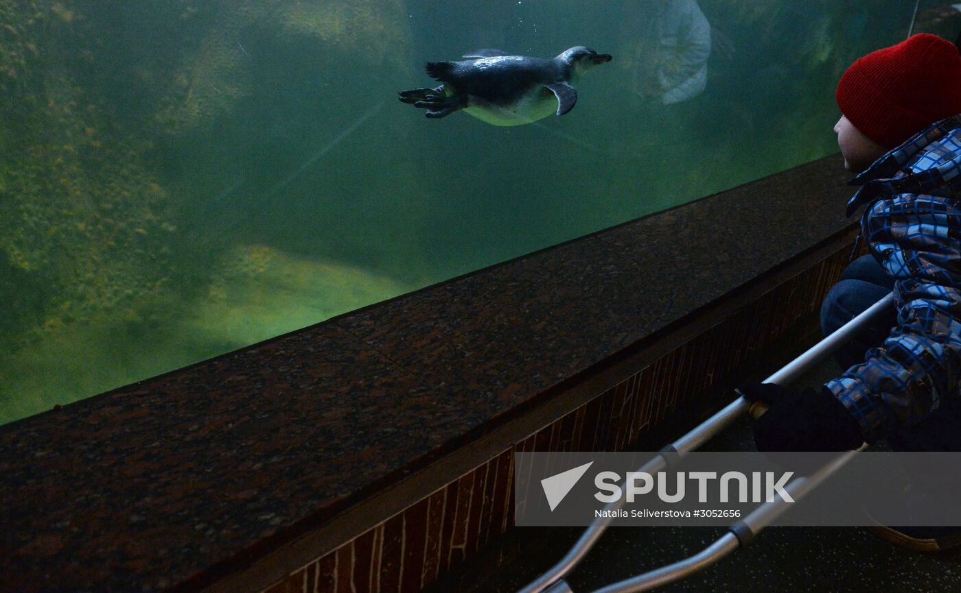 Humboldt baby penguins arrive in Moscow Zoo
