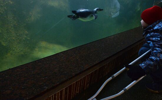Humboldt baby penguins arrive in Moscow Zoo