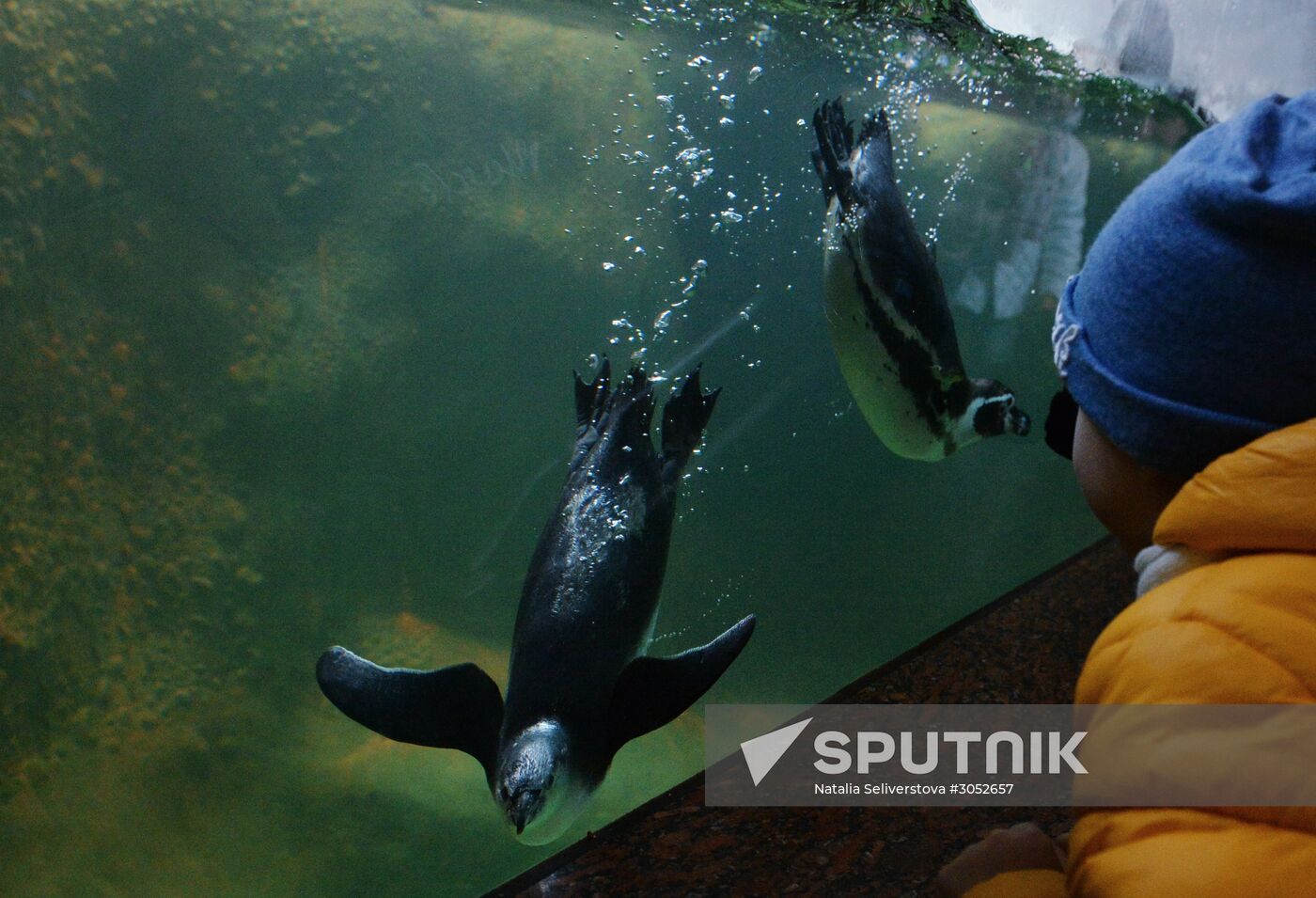 Humboldt baby penguins arrive in Moscow Zoo