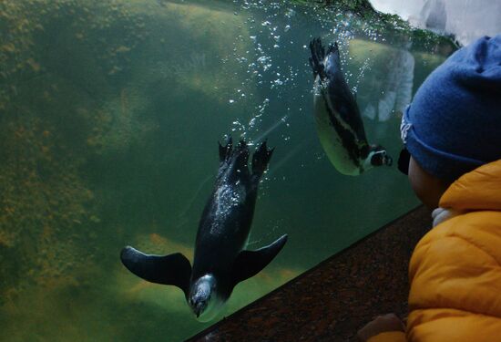 Humboldt baby penguins arrive in Moscow Zoo